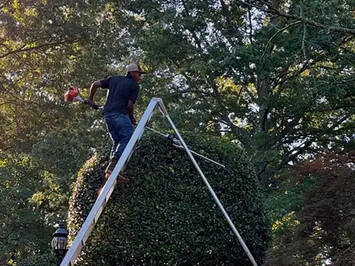 Tree Work, Memphis, TN
