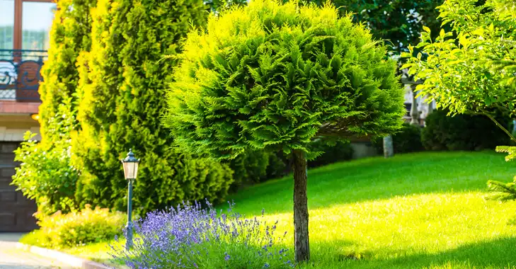 Turf Treatment, Lakeland, TN
